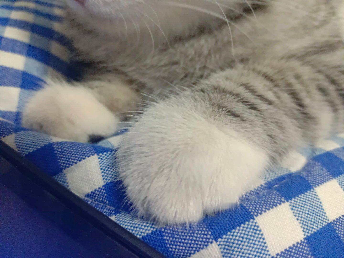 肥而不腻[流鼻血] ​​​