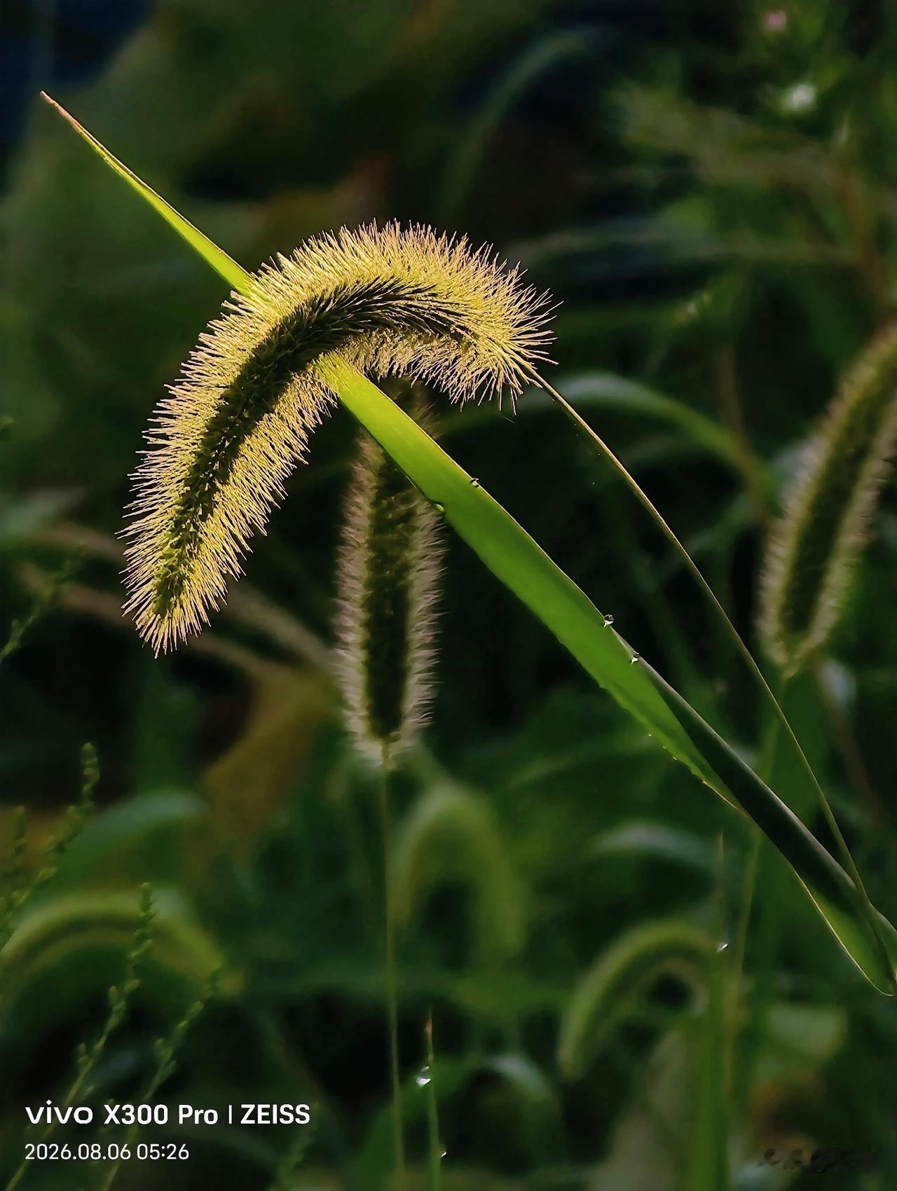 【原创\图文】
人间烟火藏于野草，淡淡从容，岁岁安然。
分享随手拍的树木和花草 