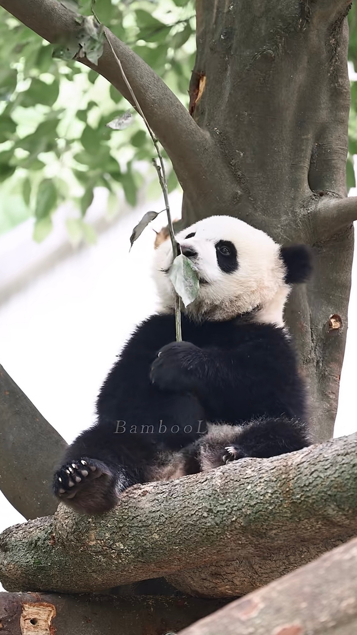 姚小八乖乖 