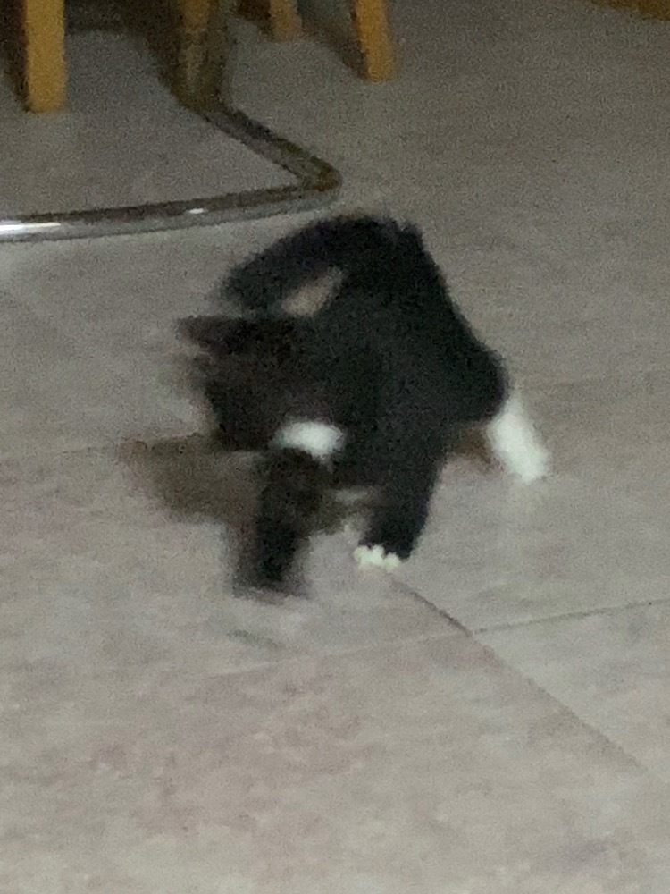 我不知道您到底是怎么了……奶牛猫