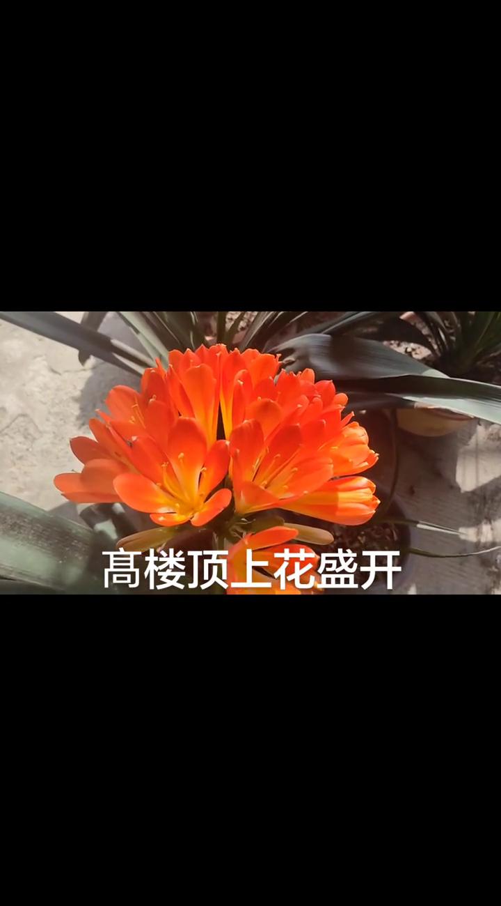 高楼顶上花盛开。