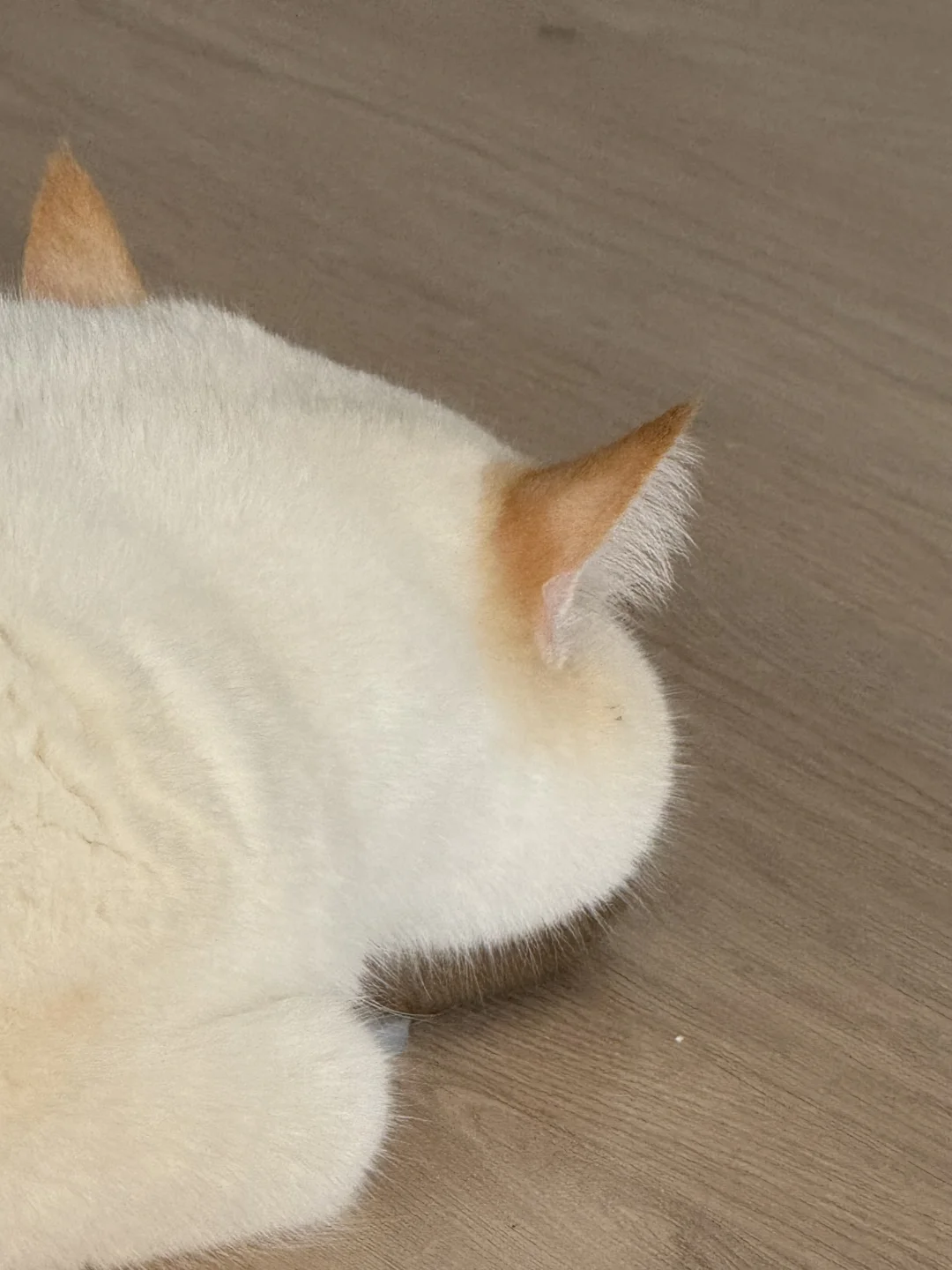 猫猫的脸蛋太可爱了！