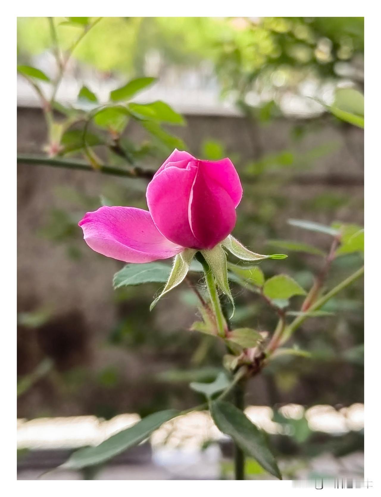 记录我的2026看到了情窦初开的样子，真美！