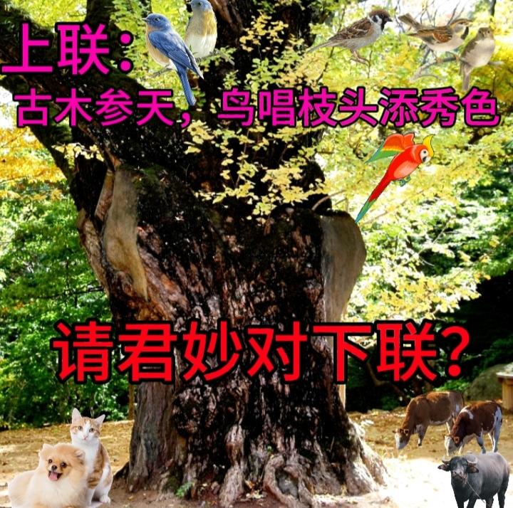 下联：此木柴可烧
横批：古柴新火