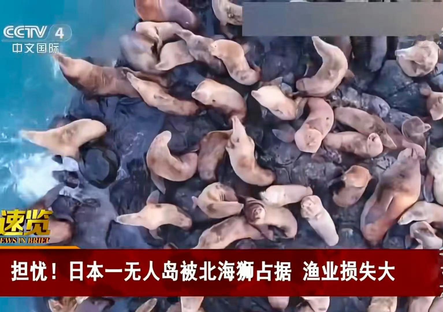 日本一无人岛密密麻麻都是北海狮日本这是要有大事发生了。 