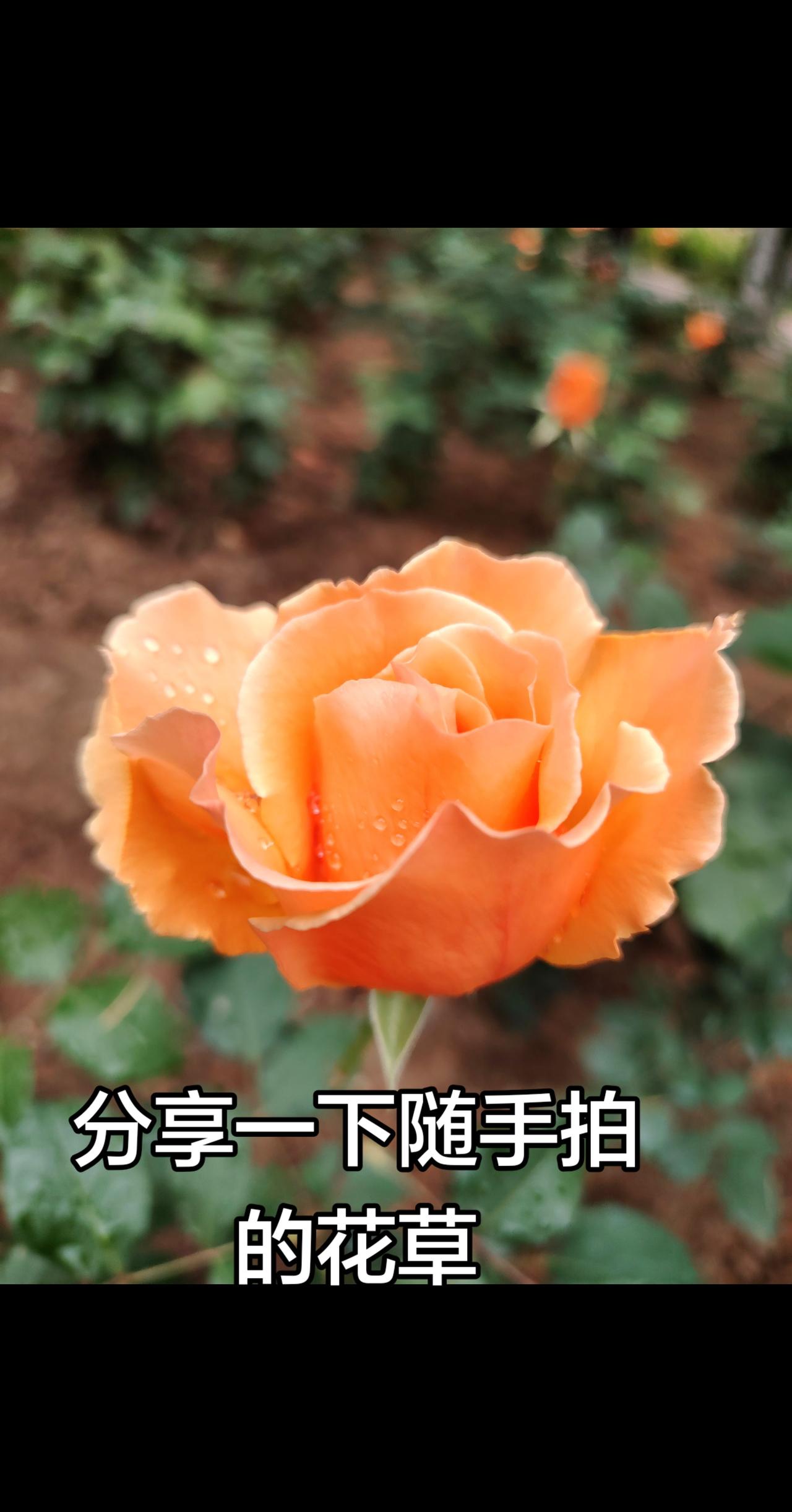 初夏将至，月季浅笑，