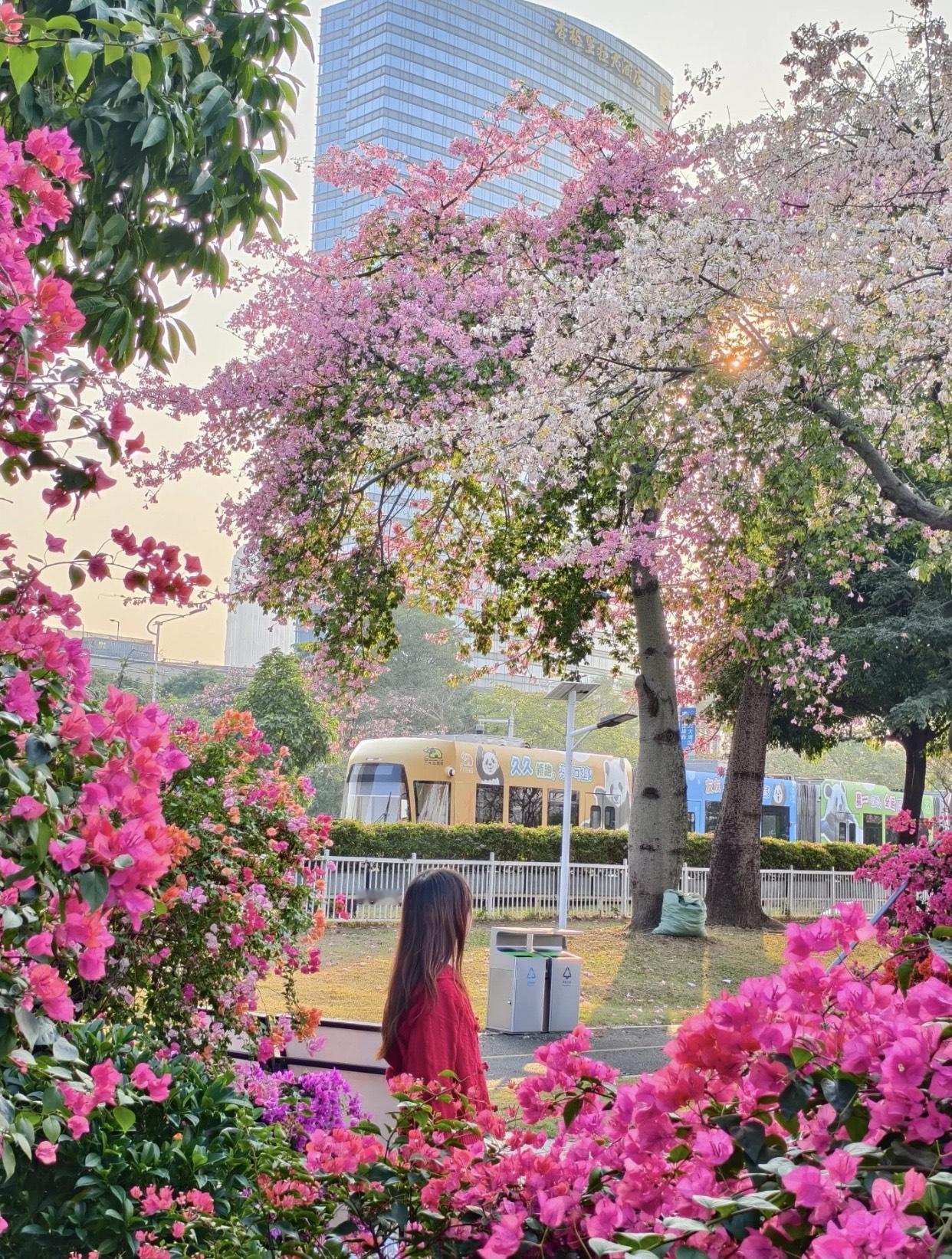 樱花盛开，少女漫步，城市中的浪漫一隅。