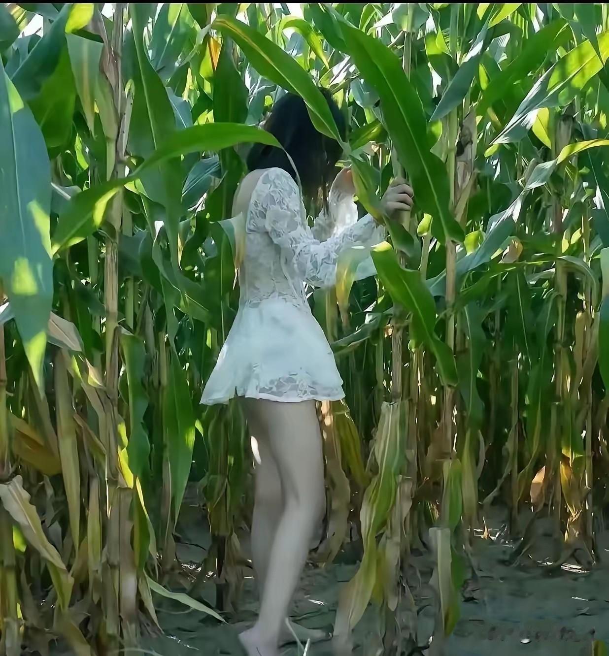 今天穿的裙子出门内急身上没带纸，想扯片玉米叶将就一下，扯哪片好呢？甚是很苦恼。