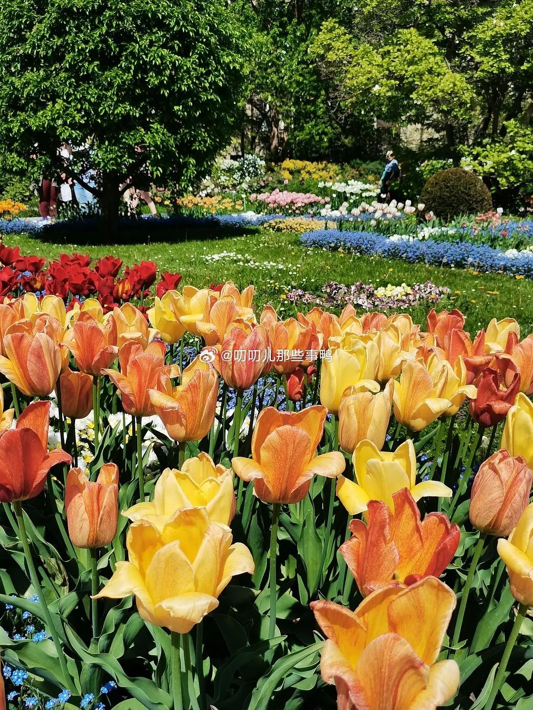 慕尼黑植物园，每朵花都在迎接自己的春天，不用比较，春天因为每一朵花而美丽～🌹?