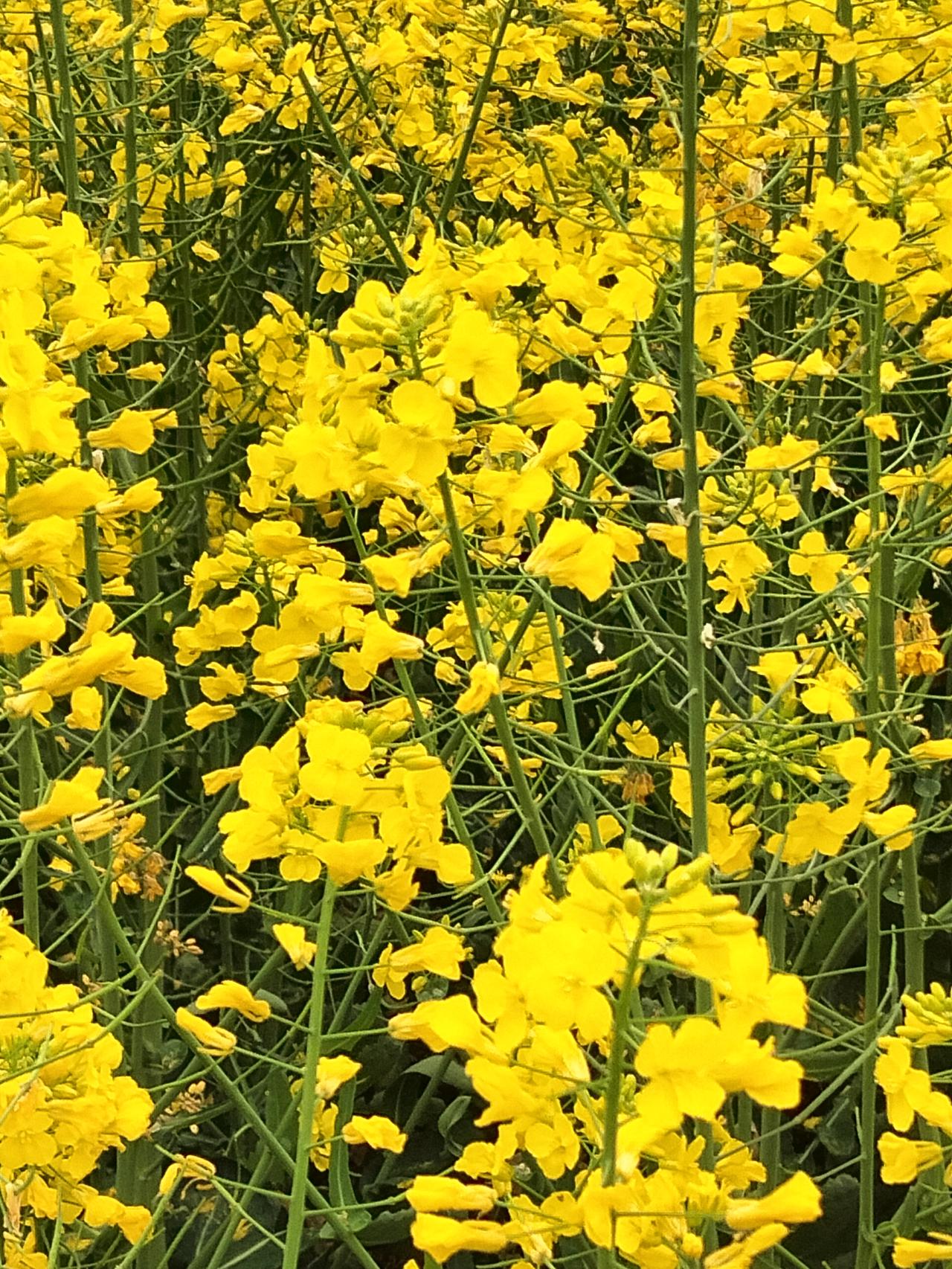 不用特意找景点，路边的金黄就足够治愈。
 
随手拍 春日氛围感 油菜花