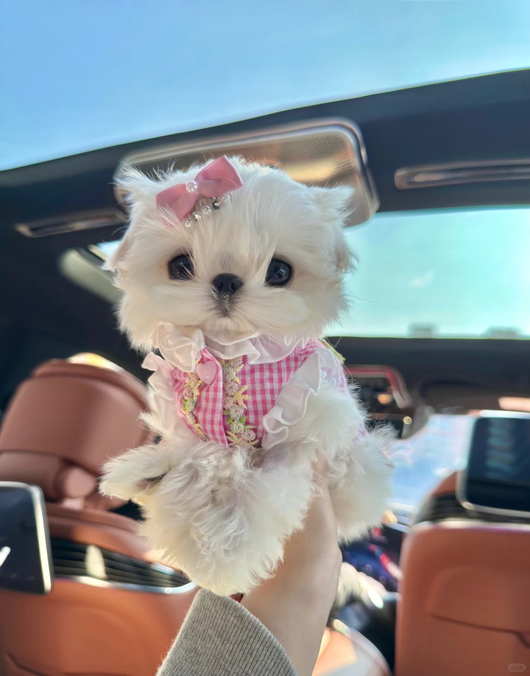 马尔济斯｜猫系小狗🎀她真的好可爱啊！