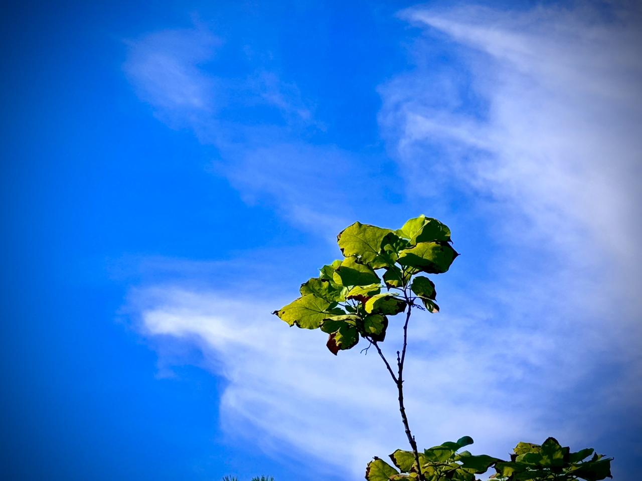 我的今日状态：😁轻松愉快
我这里的天气：☀️晴天
    飘逸的白云
    