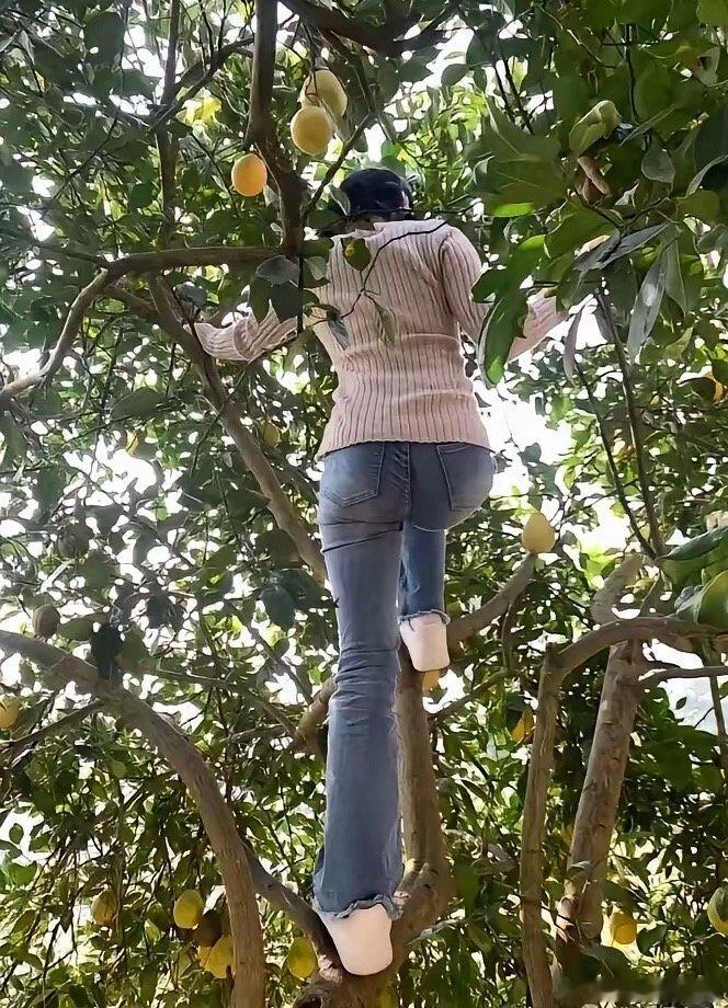 问你们一件事，小时候有没有爬过树，偷过果子？ 