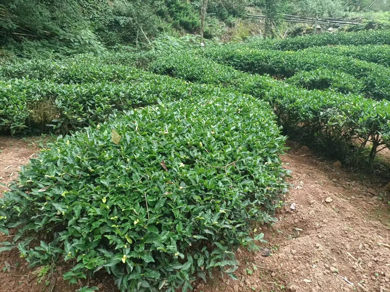 用良好的心态面对生活，
每天都会有美好的光景。