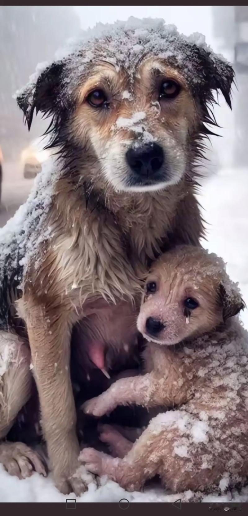 泪目了，这天一位小姐姐和朋友相约去森林公园打雪仗，可当她们走到一块空地的时候，看