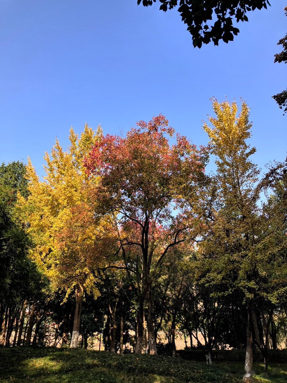 可以分享一张秋景树叶的的照片吗