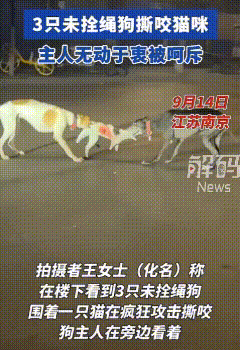 江苏南京，三只未拴绳的烈狗追逐撕咬一只流浪猫。流浪猫拼命嚎叫逃窜，却始终未能摆脱