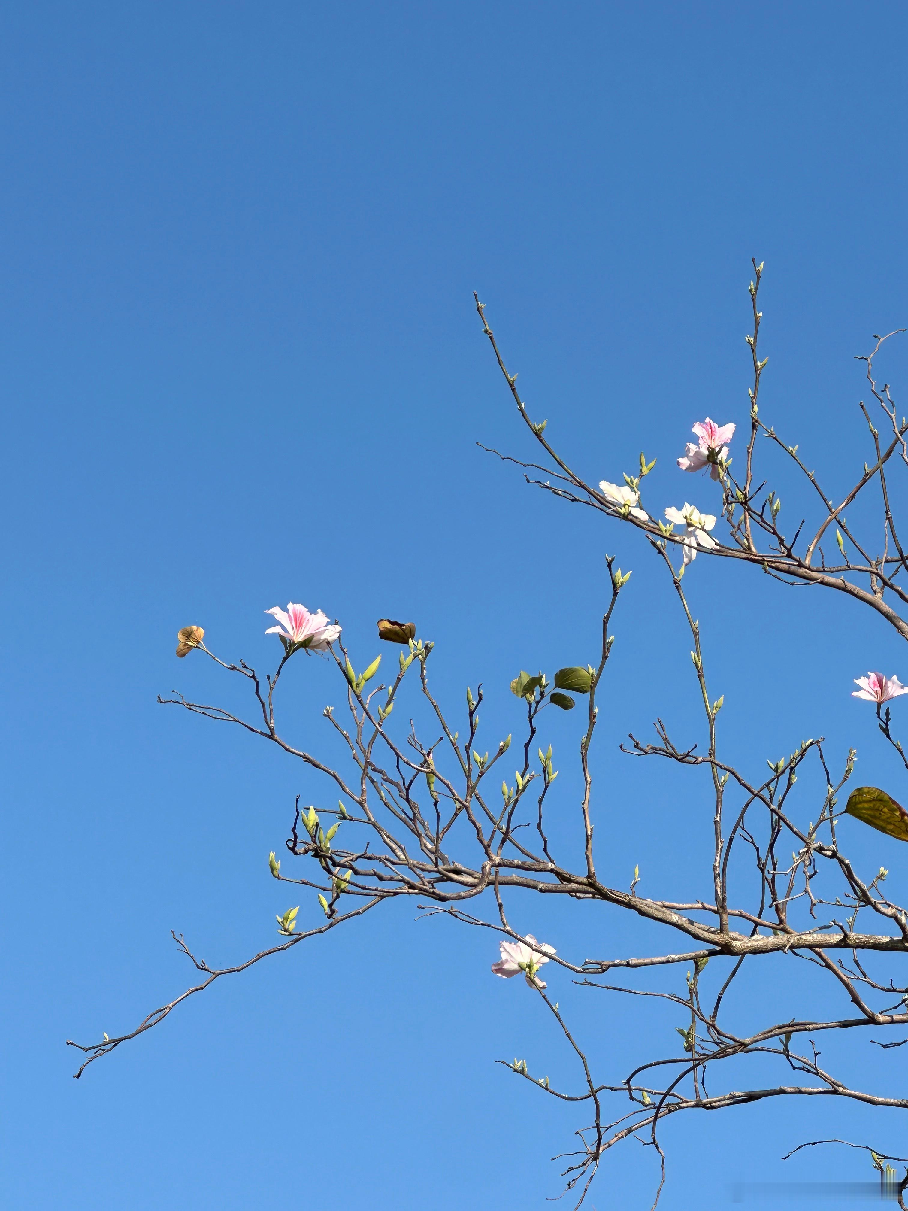 年初二(๑ᵔ⌔ᵔ๑)ﾉ🧨健康幸福好运常在[憧憬] 