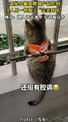 一贪玩小猫爱爬窗户钻栏杆，一玩起来就忘记时间，想不起来回家，于是主人用一根棍子“
