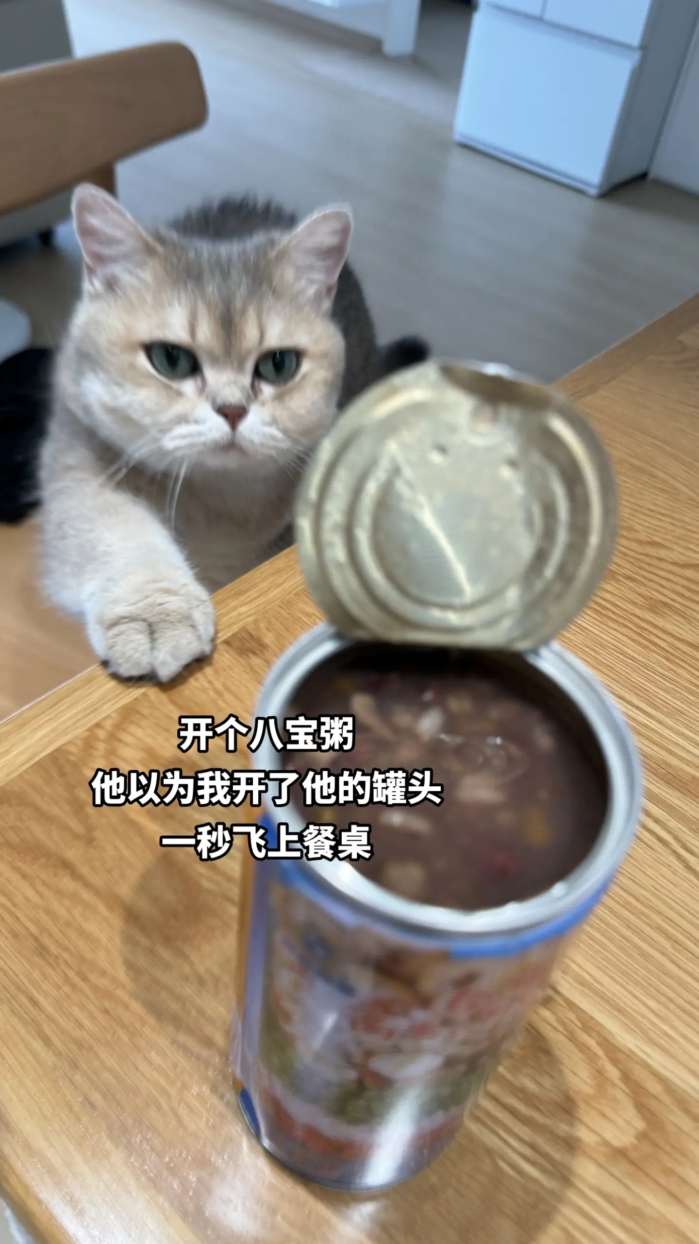 猪咪：这就是我耳朵的速度！
