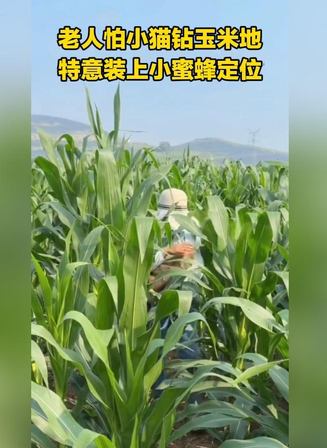 脑洞大开！老人给猫咪佩戴定位，就怕钻玉米地跑丢。
 
生活处处有欢乐，农村的一位