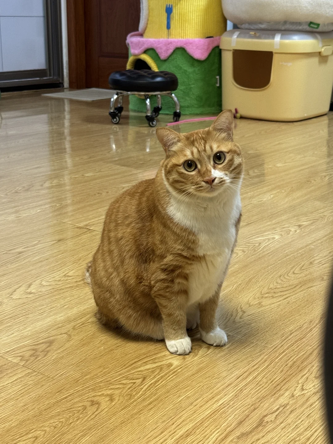 很善良的一头小猫