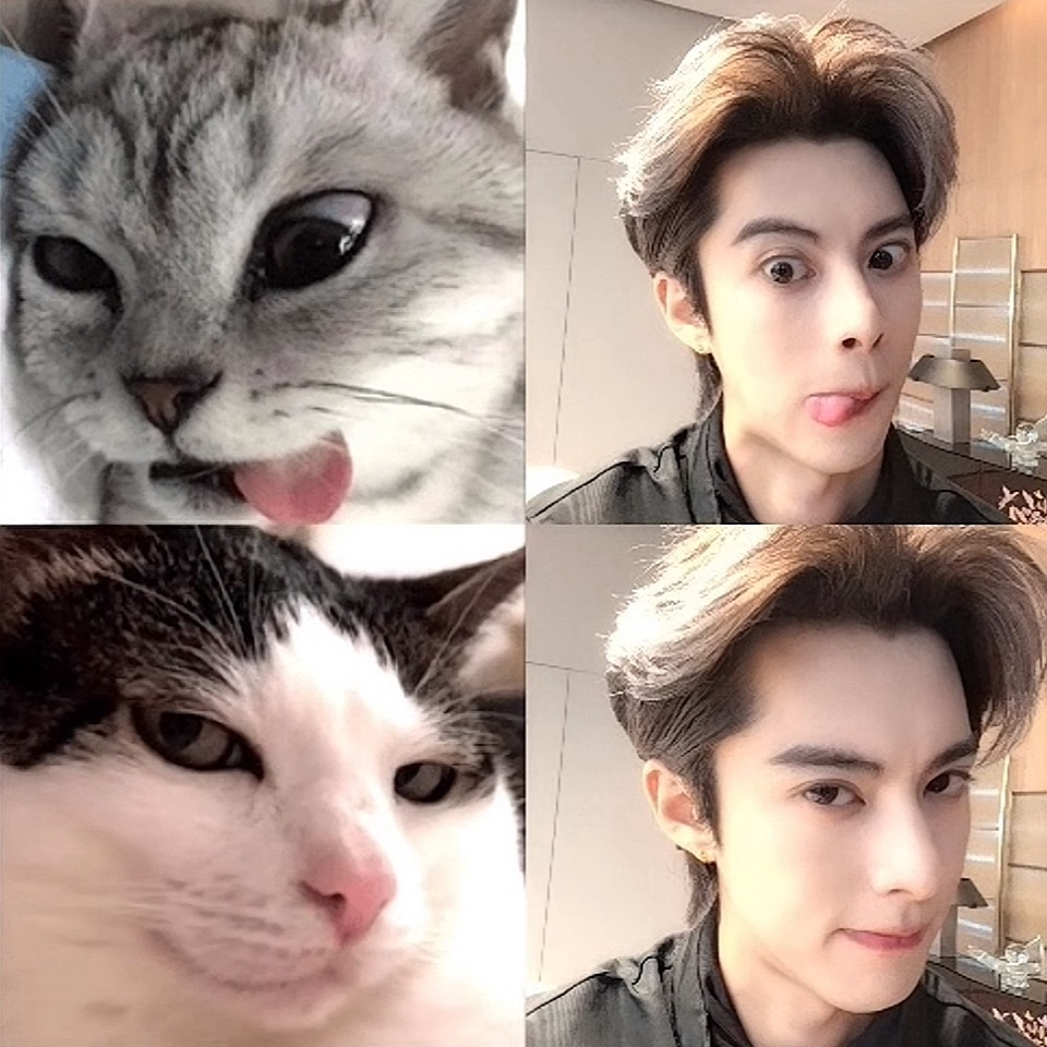 就说王dd是小猫 