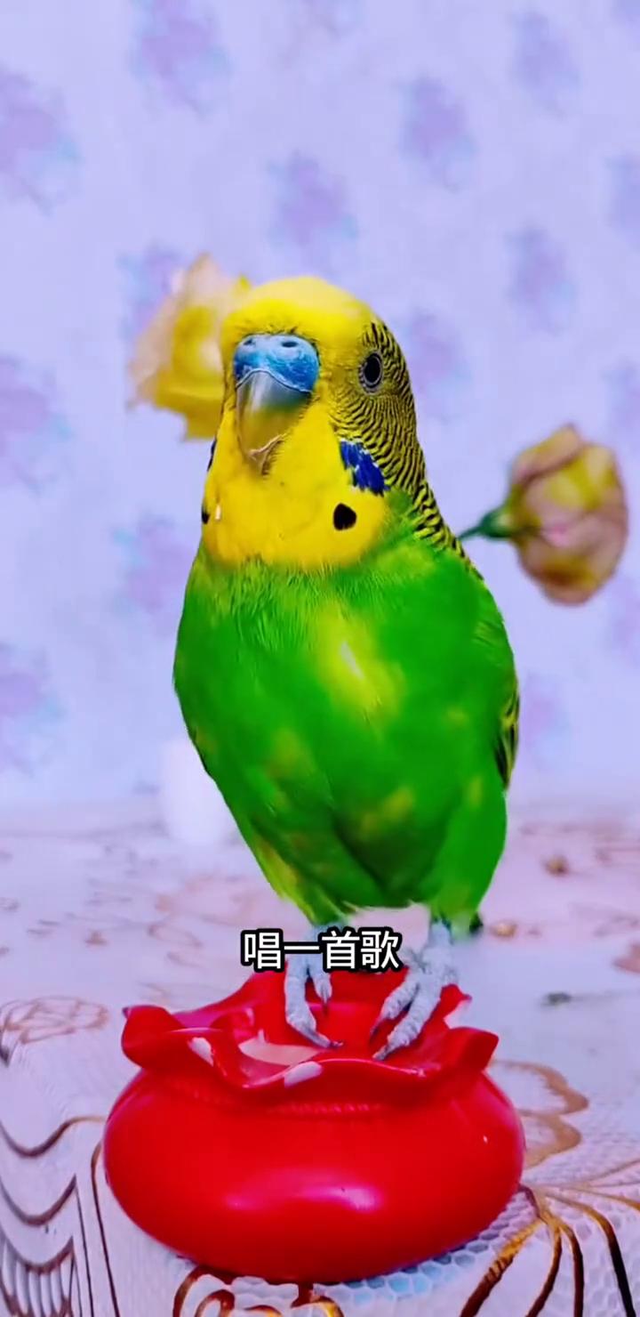 唱一首歌送给点开视频的好心人。