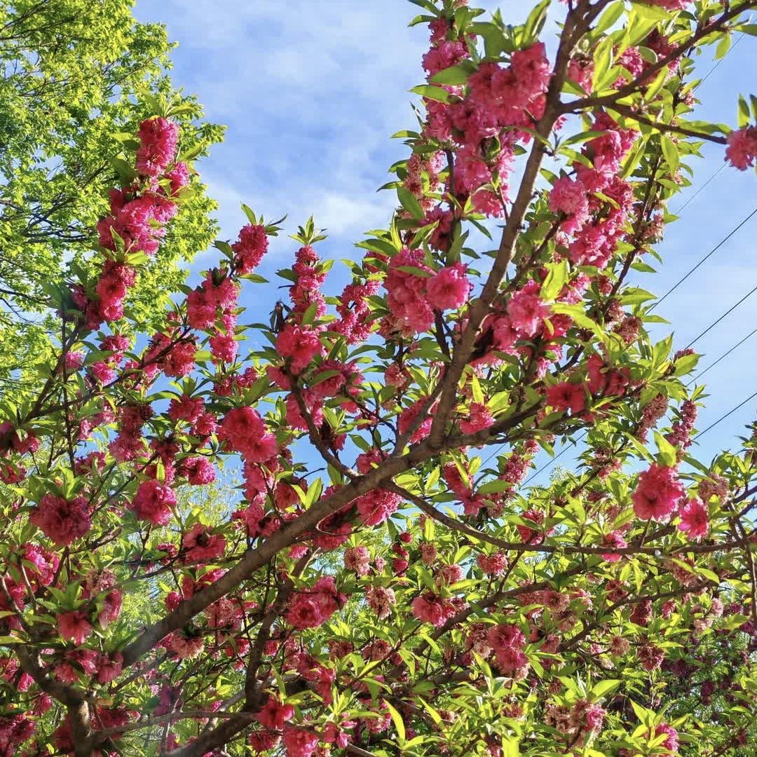 生活如同一朵玫瑰，每瓣花代表一个梦想，每根刺昭示一种现实，如果快乐是一种本领的话