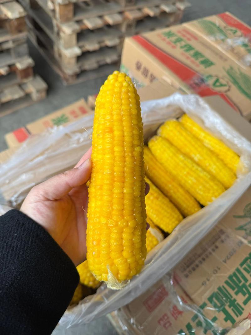 吃我的棒吗 (编辑记录) 