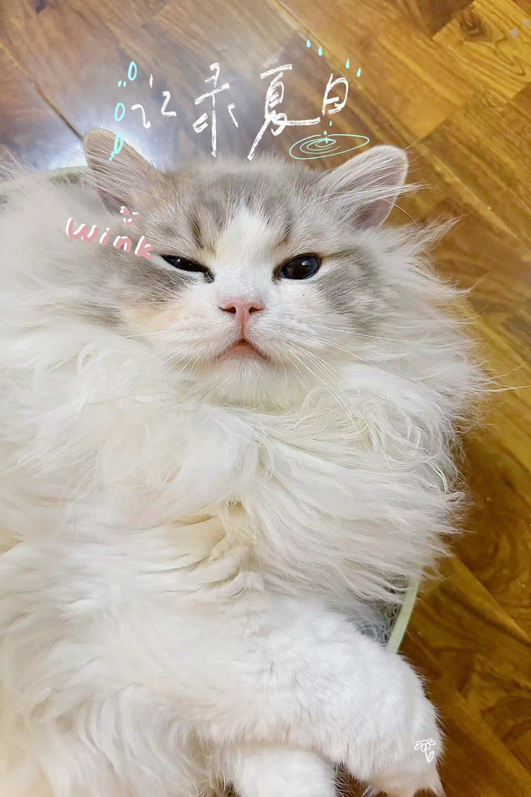 wink～，达菲美貌不可挡（家长） ​​​