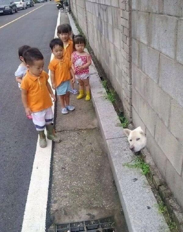 问君能有几多愁，恰似墙边小洞卡狗头。 ​​​