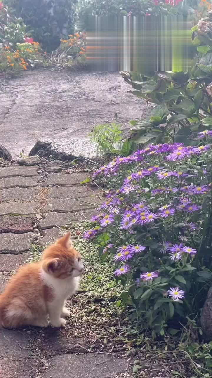 在院子里看花，发现一只小橘猫也在这玩