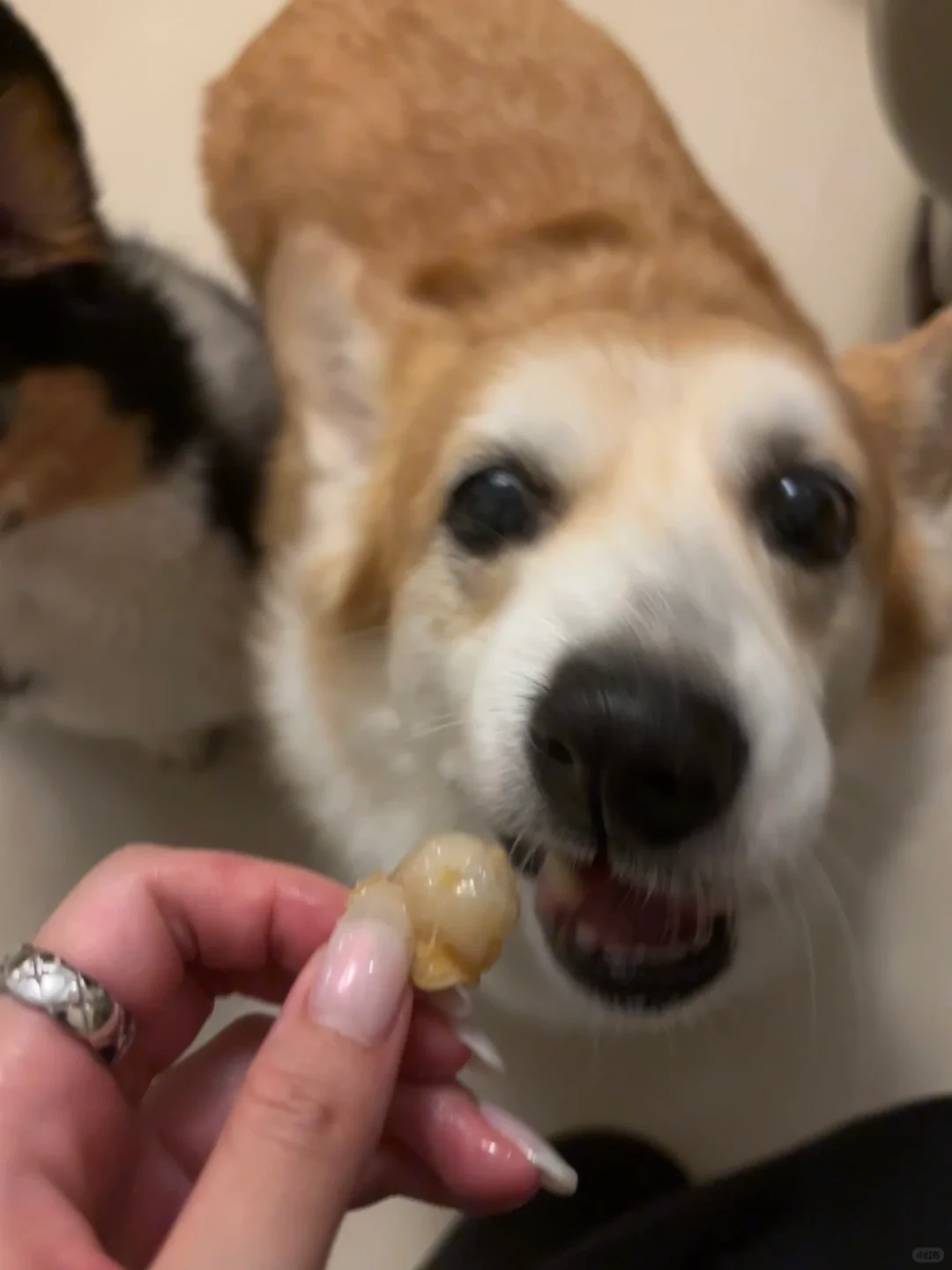 你们的狗狗也爱吃黄皮果吗