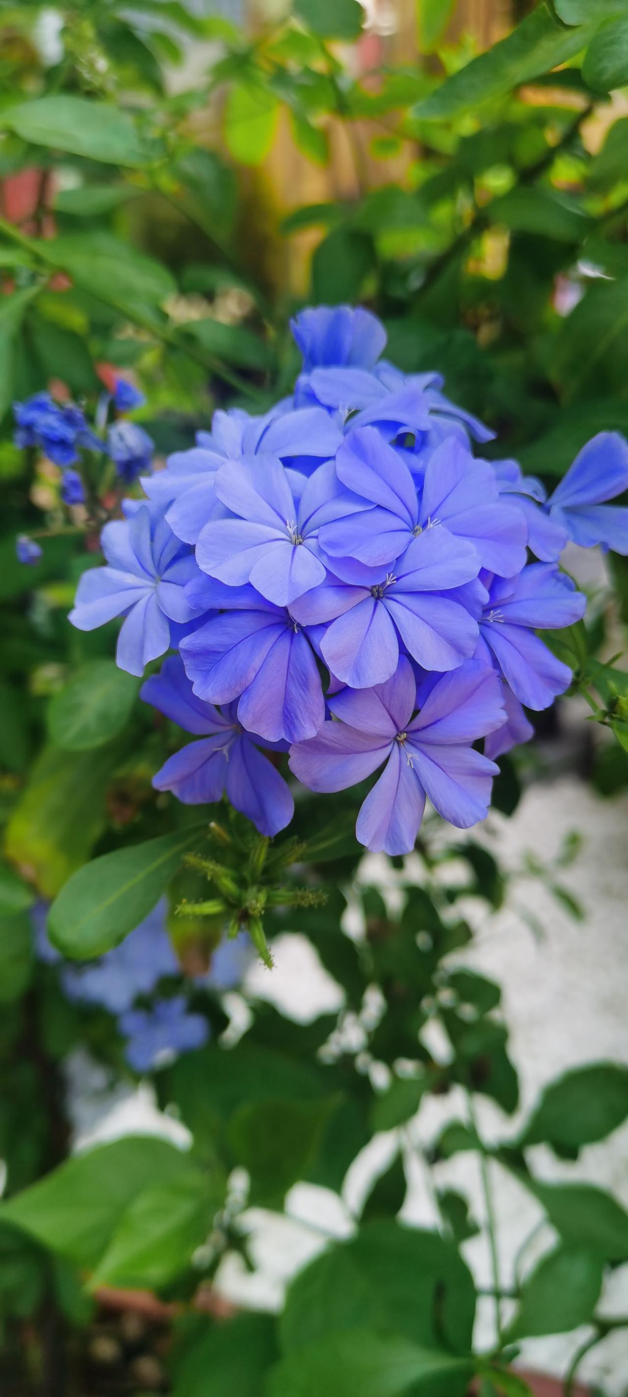 蓝花丹，也常被大家叫做蓝雪花，是白花丹科白花丹属的常绿亚灌木，是夏日里少见的拥有
