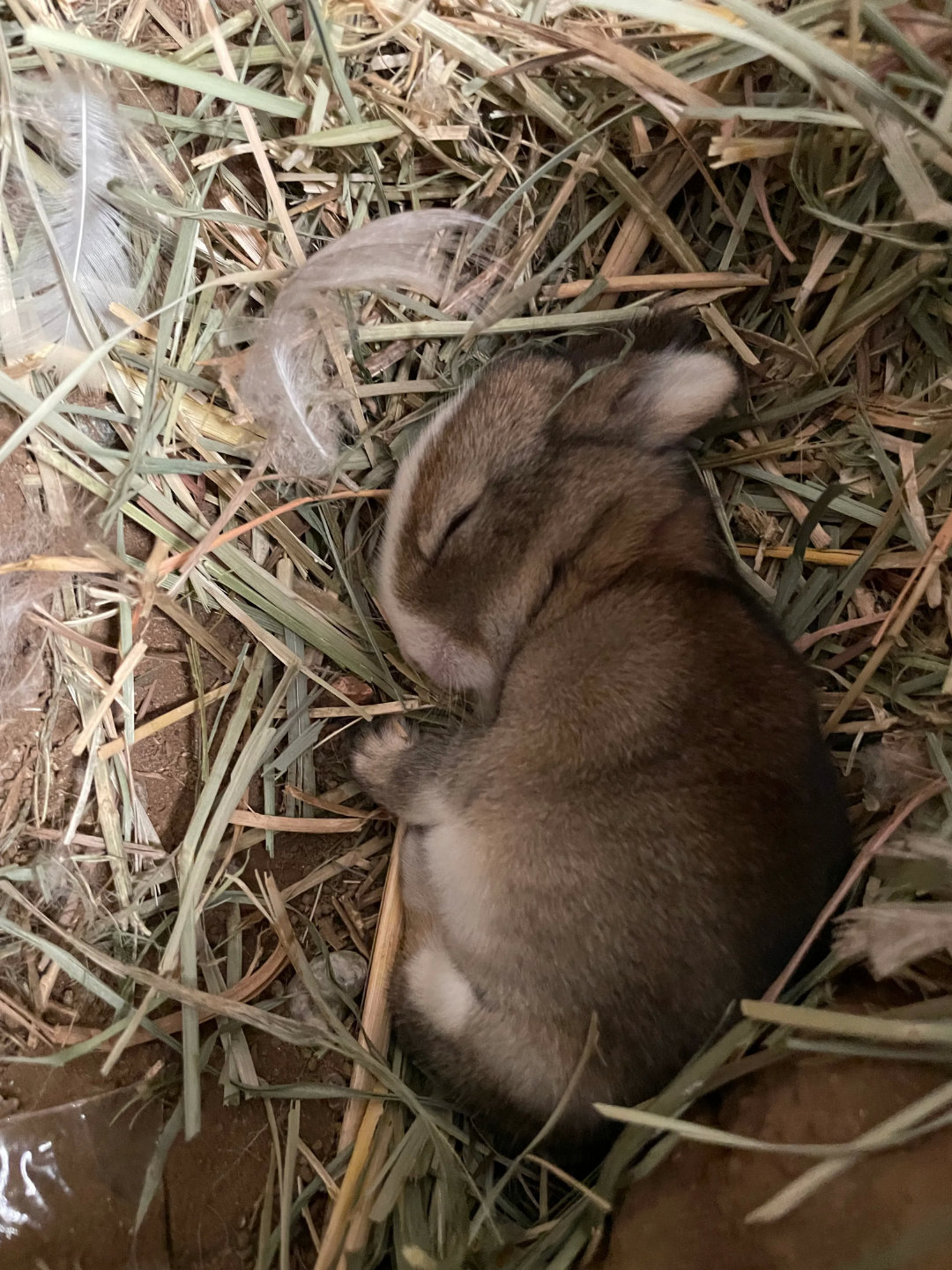 牧场的兔二代在睡觉！