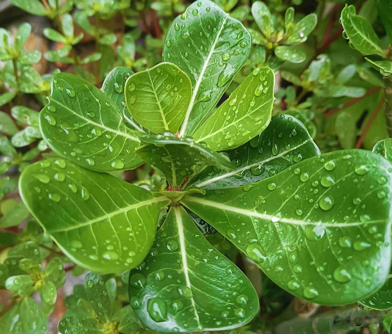 今天我们这里是阵雨，早上下了一点小雨，中午又下了一阵，此时此刻，外面是阴天，空气