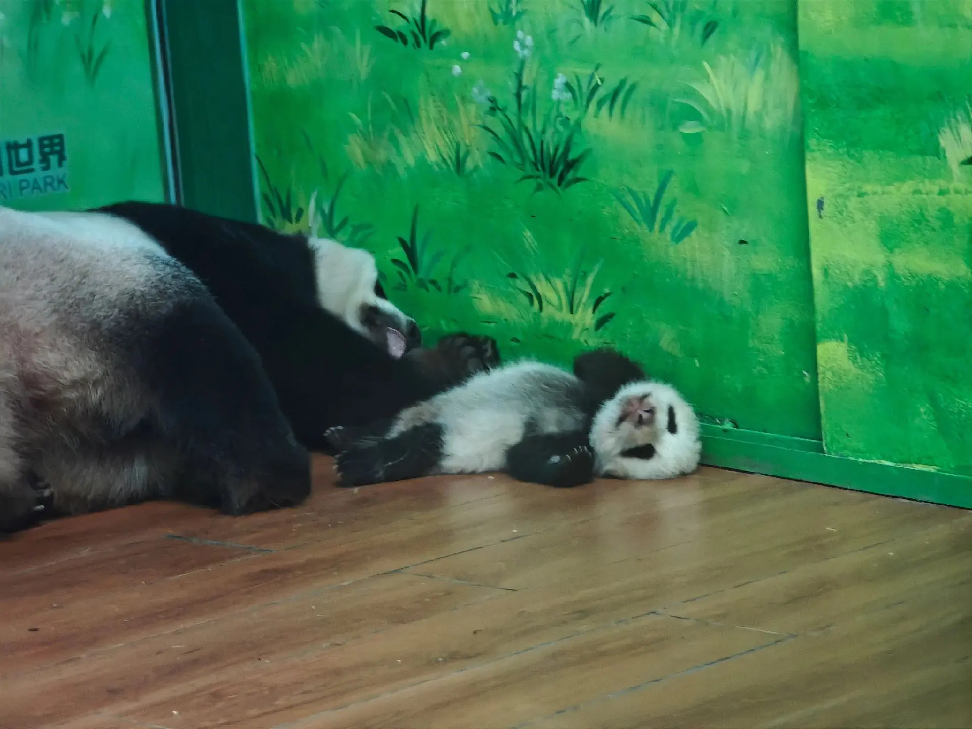 辛苦了萌萌猪，带娃，人和熊都会累啊。（今天也是想看熊猫的一天）