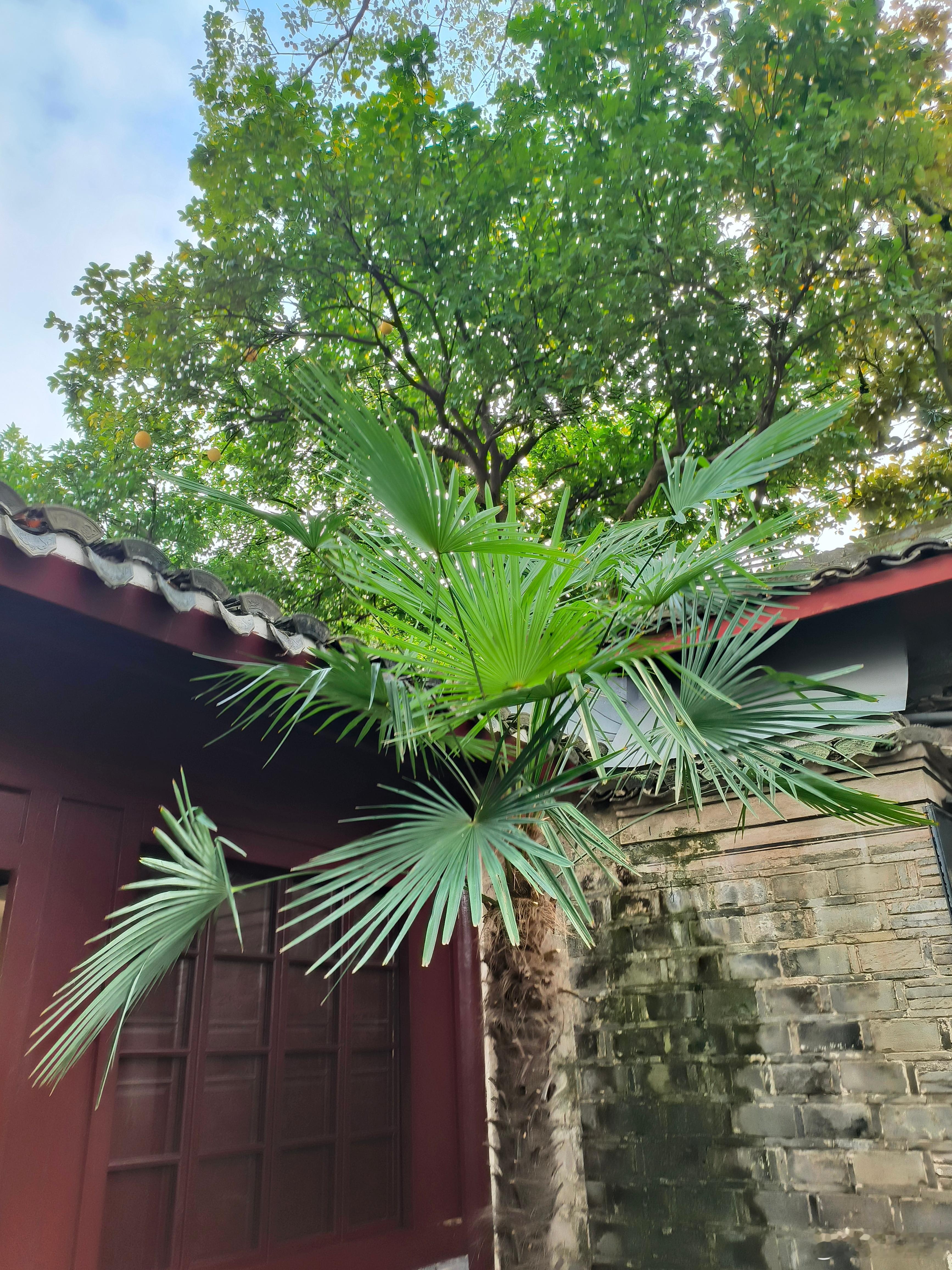 春节天一阁旅游 天一风雨阁，一书一墨藏。古今知千语，花木自有香。 