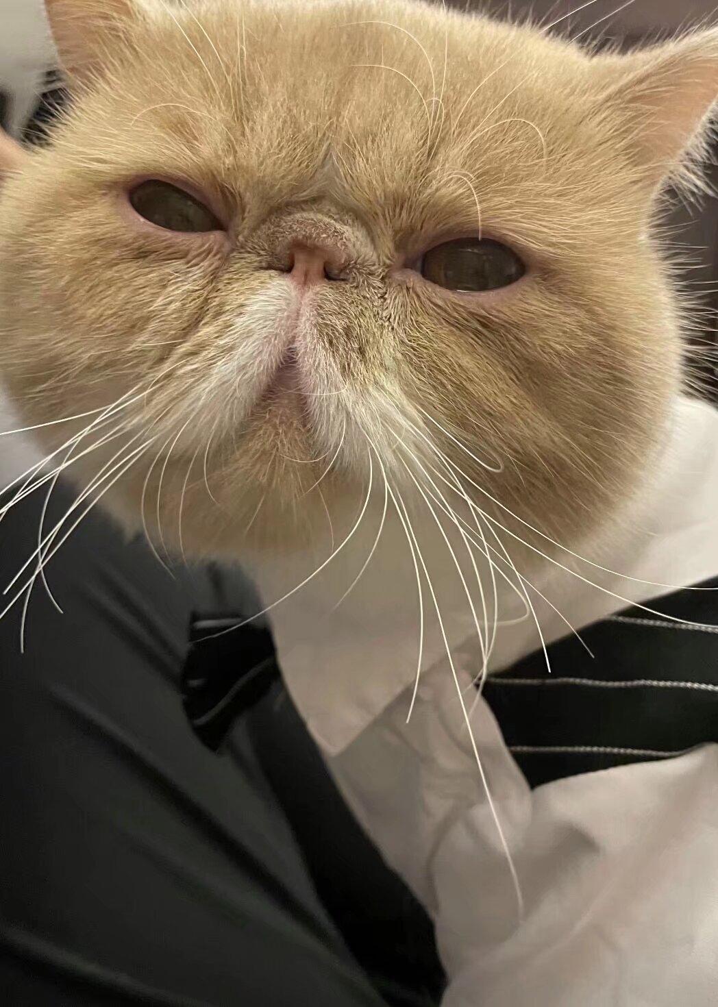 养只猫吧！马上进入九紫离火模式，养猫会给你春天。听说，北京万里长城上面有奇景，就