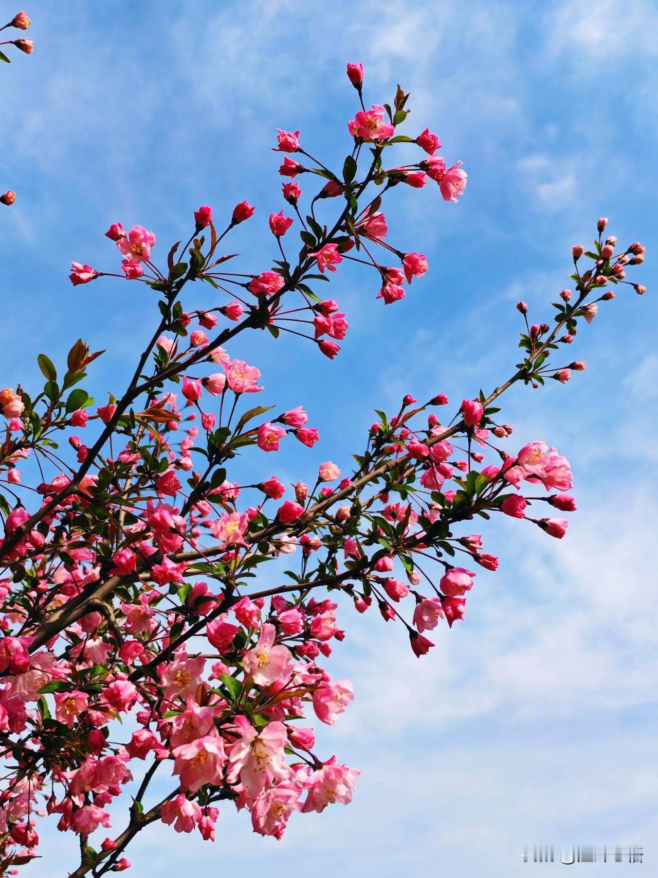 春日花枝满，芳菲映碧空。