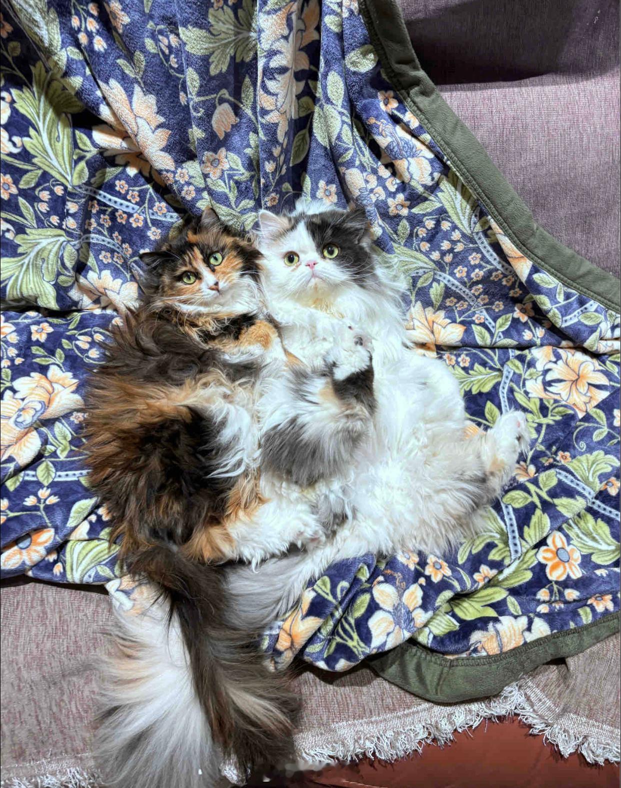 我嘞个豆 这是猫届刘亦菲和范冰冰吧 ​​​