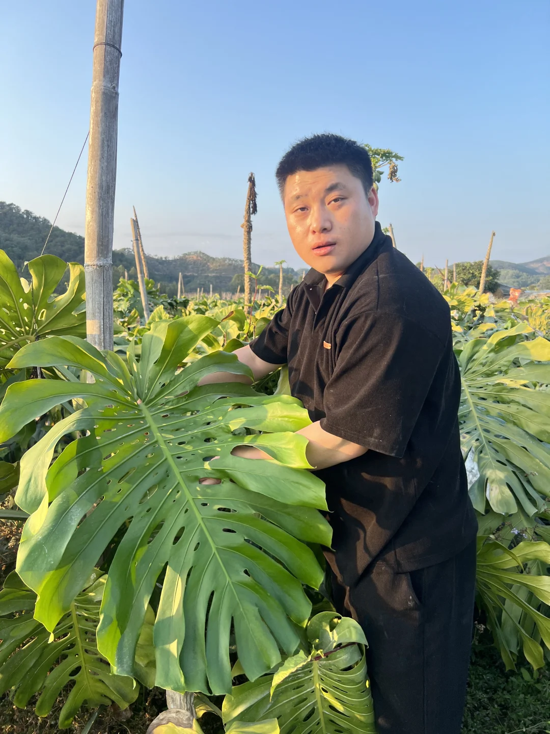 过年下基地看苗的一天全是大老桩龟背竹