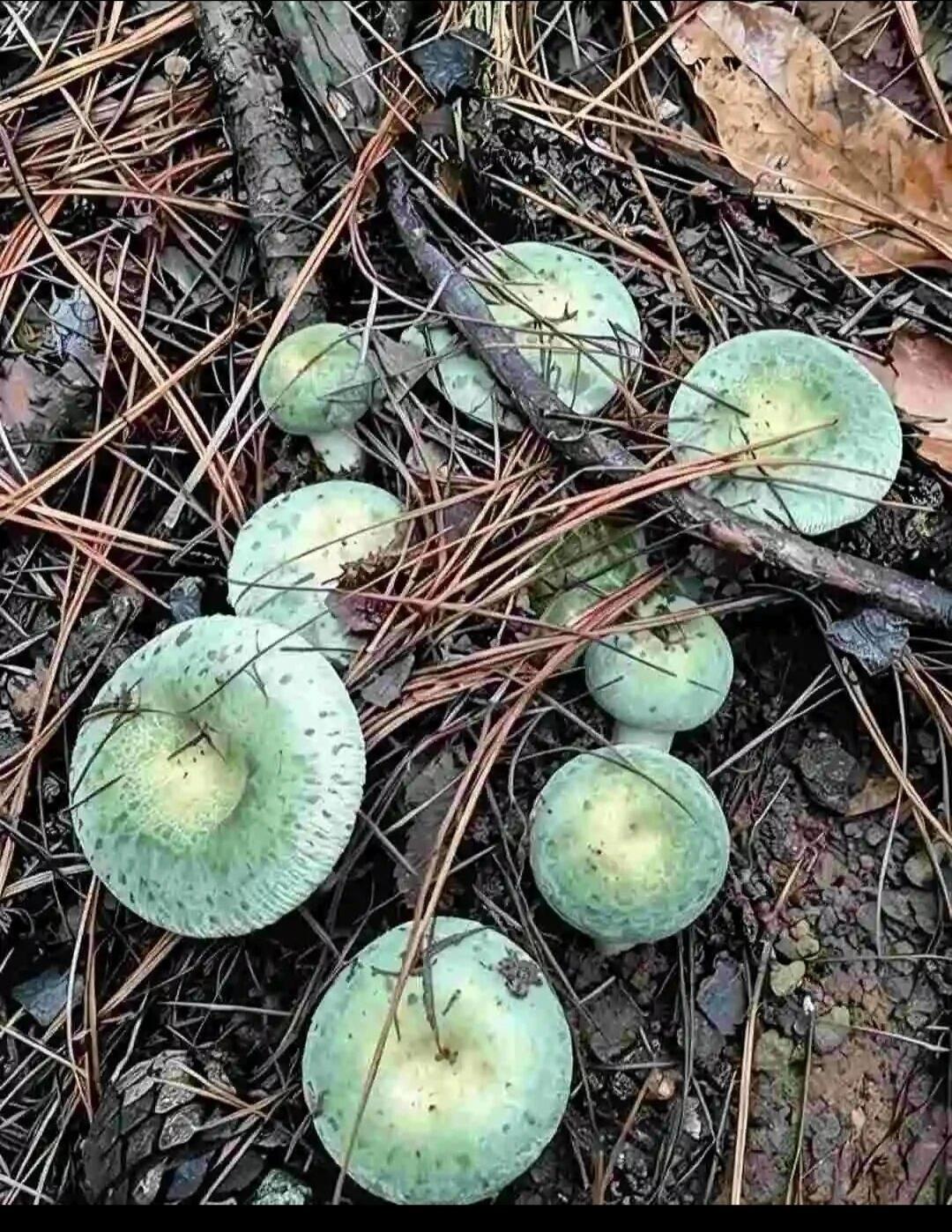 这种菇能吃吗
