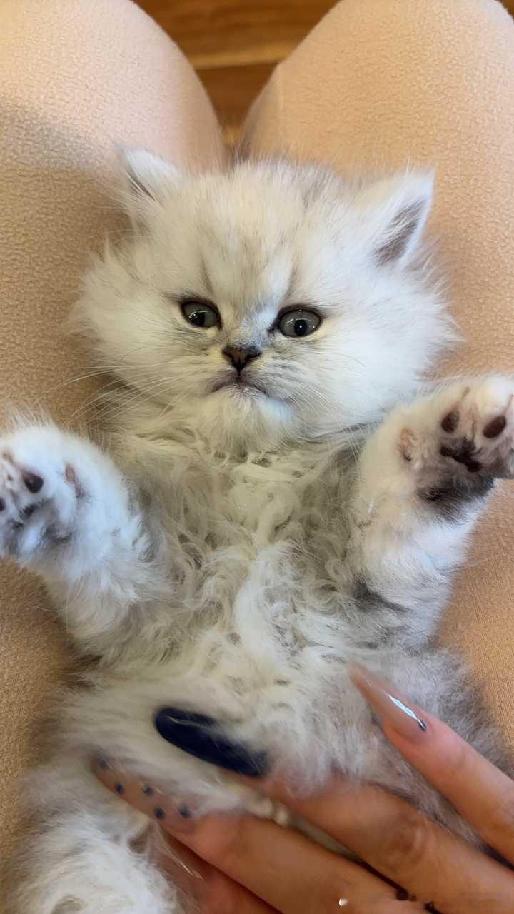 49845【丑猫】朋友的猫，正脸一般侧脸绝了（已获得好友同意） 
