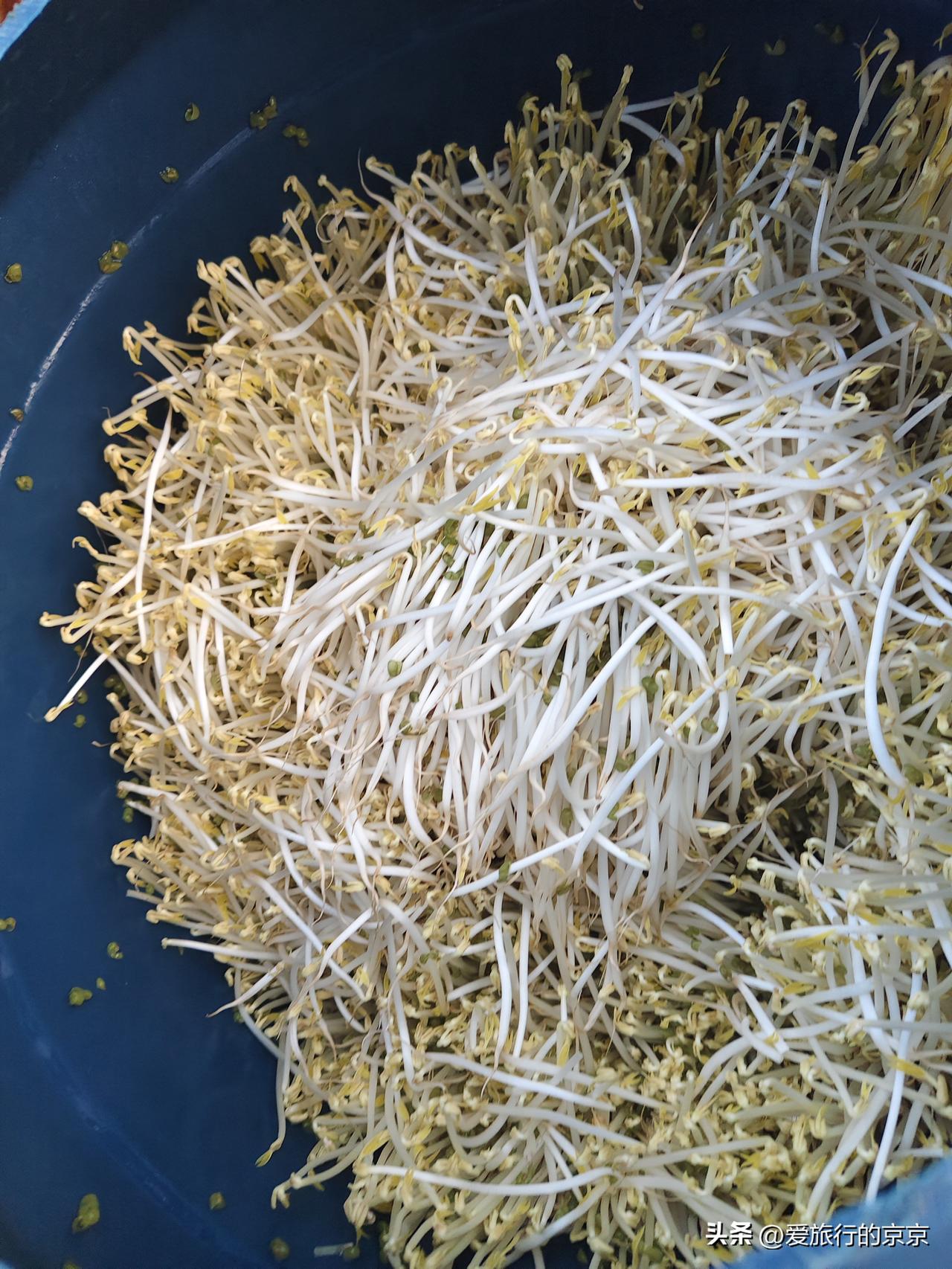 天南地北大拜年集市上的豆芽和小狮子