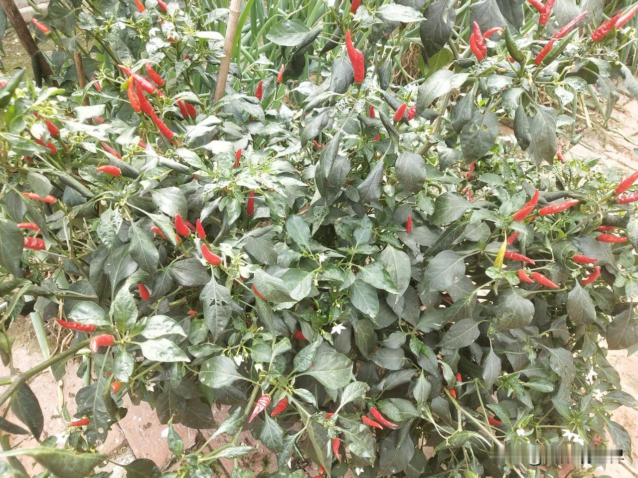 随手拍小菜园。小院里的辣椒成熟了，红彤彤的很喜庆。萝卜和白菜也快长成了，拔了一个