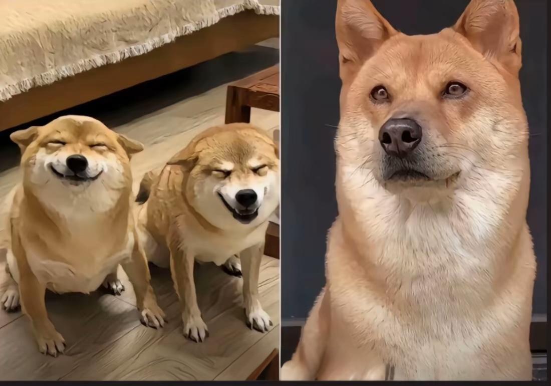 中华田园犬，老祖宗严选，不吃手中食，不吠家中人，不在家中亡！一个民族的什么特性，