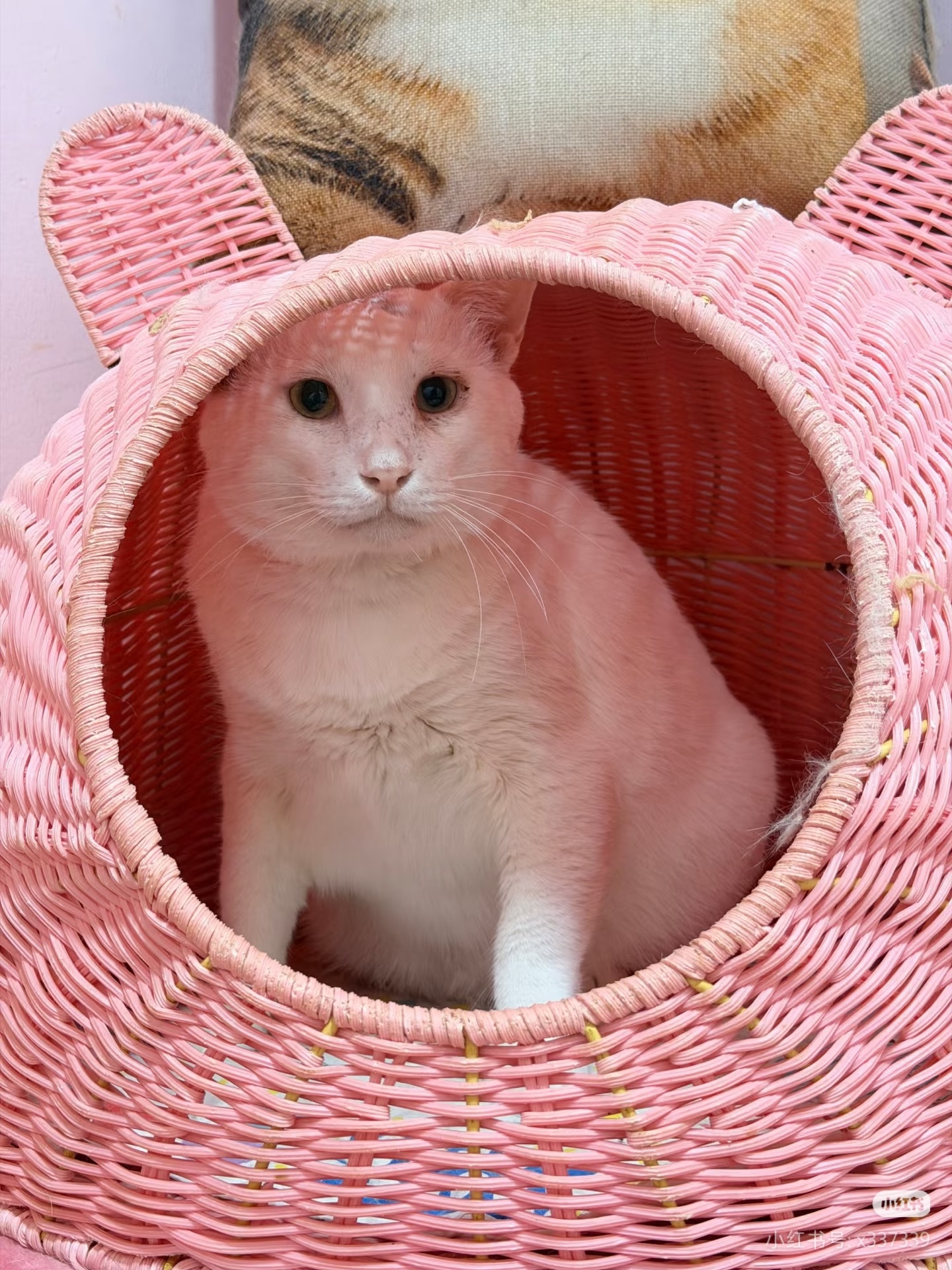翻新难吗？猫咪