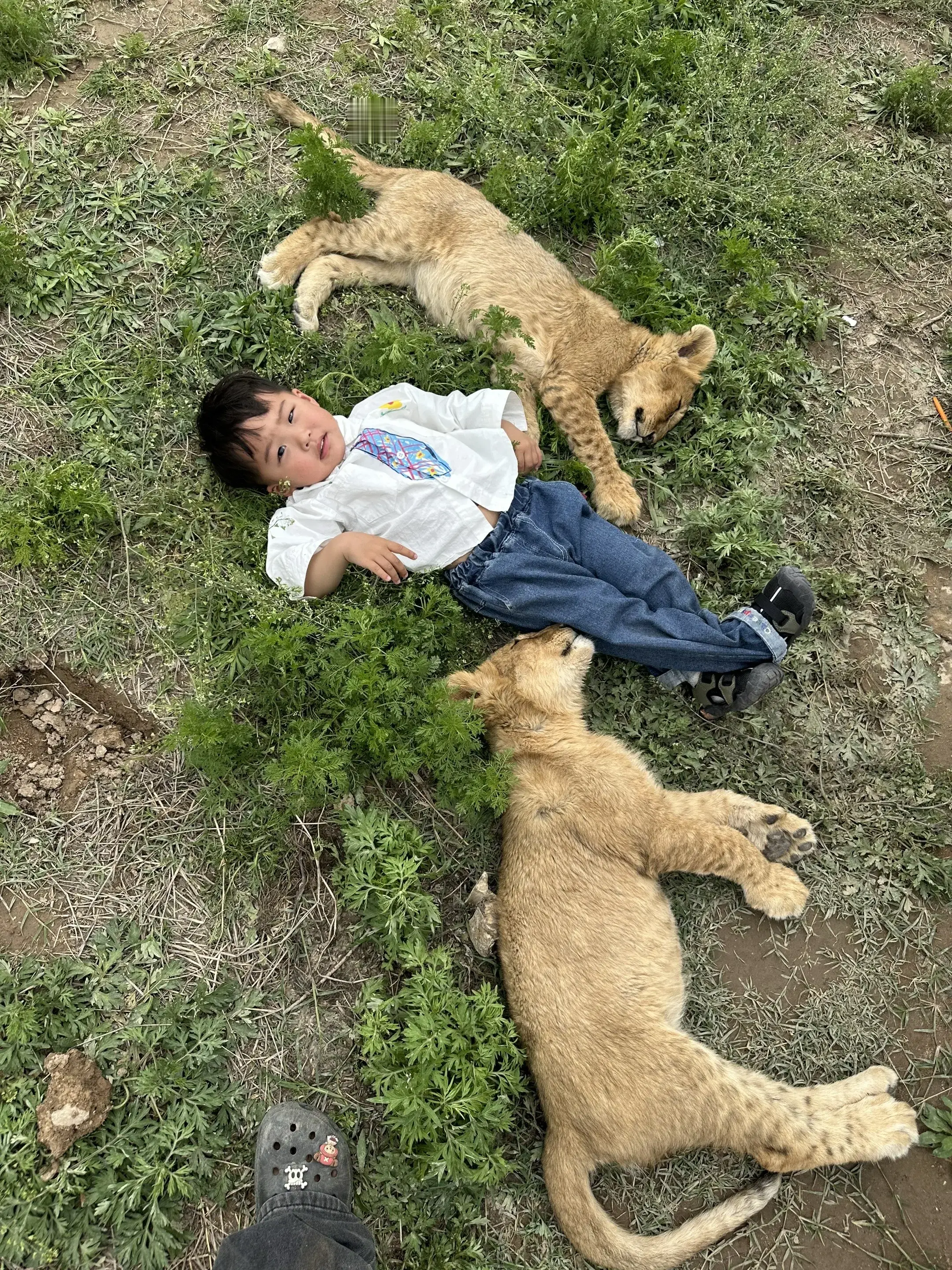 找一种再非洲大草原的感觉。摄影师们拍的都很专业，很好看